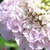 Pincushion Flower